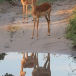 Springbok Mirror