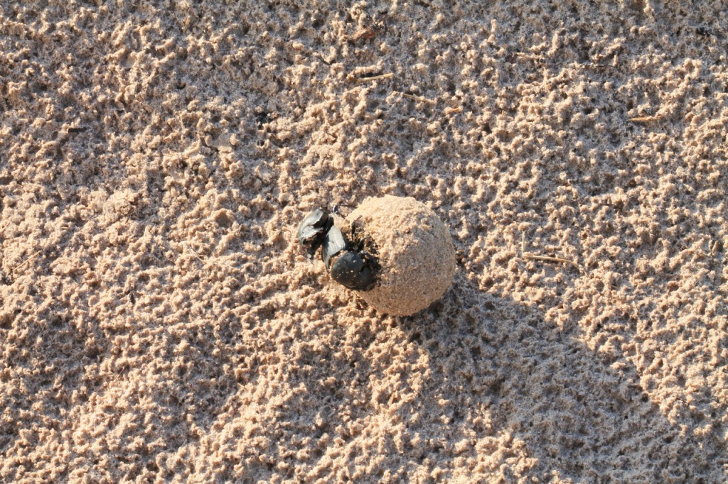 Dung Beetles