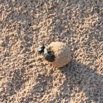 Dung Beetles