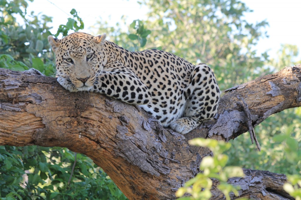 Leopard Nap