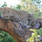 Leopard Nap