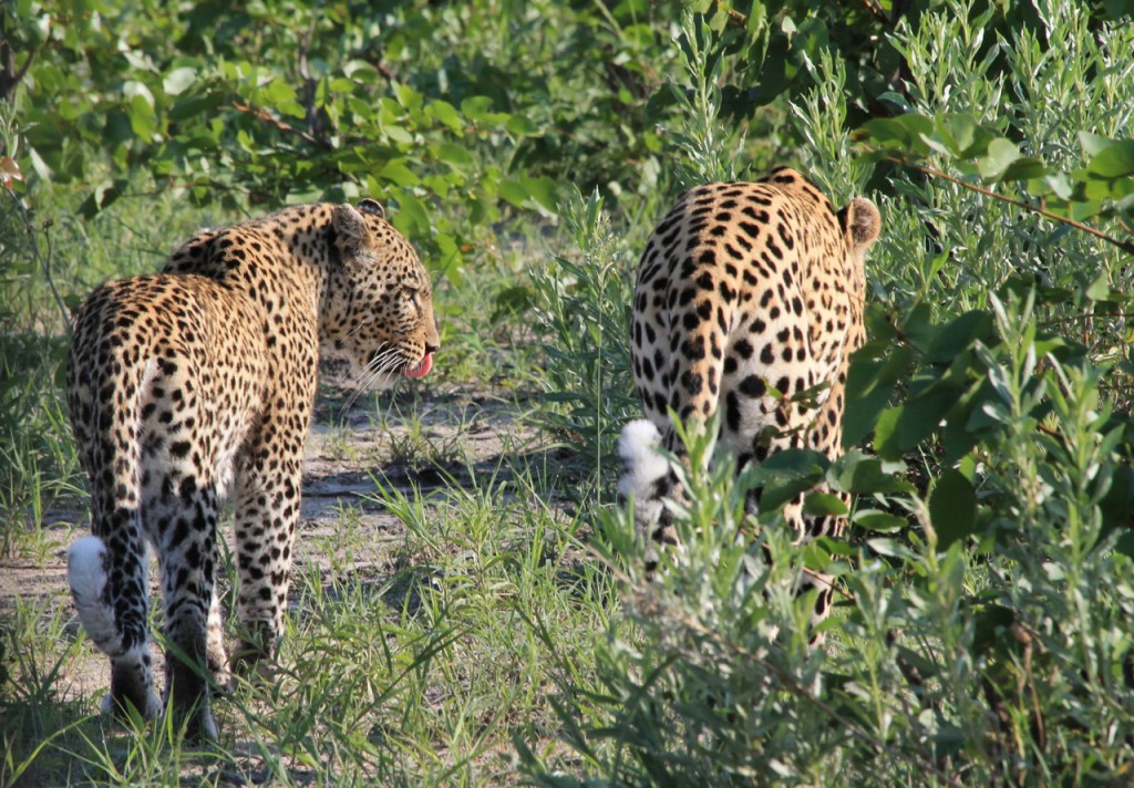 Mating Leopards