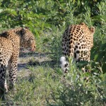 Mating Leopards