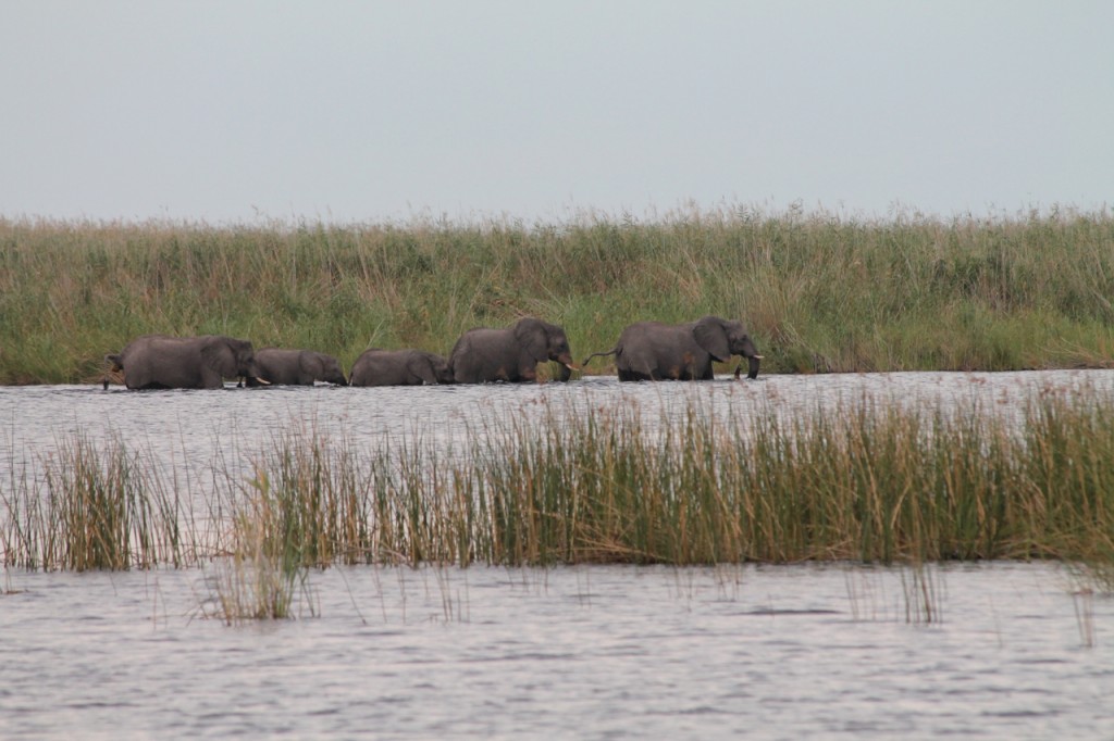 Elephants Crossing the Linyanti River