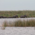 Elephants Crossing the Linyanti River