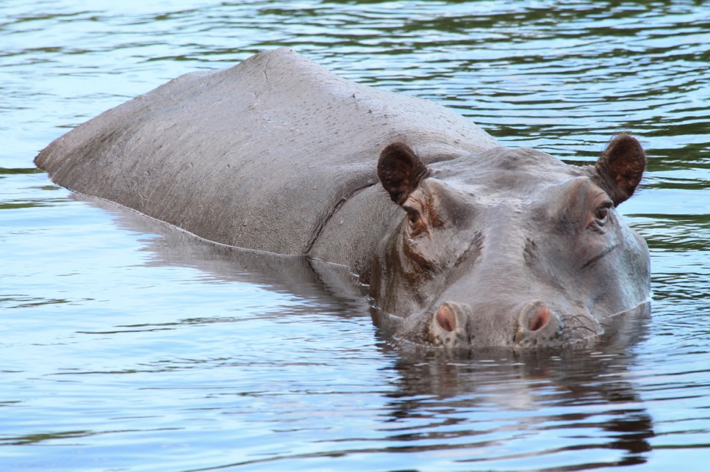 Hippo Gaze