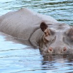 Hippo Gaze