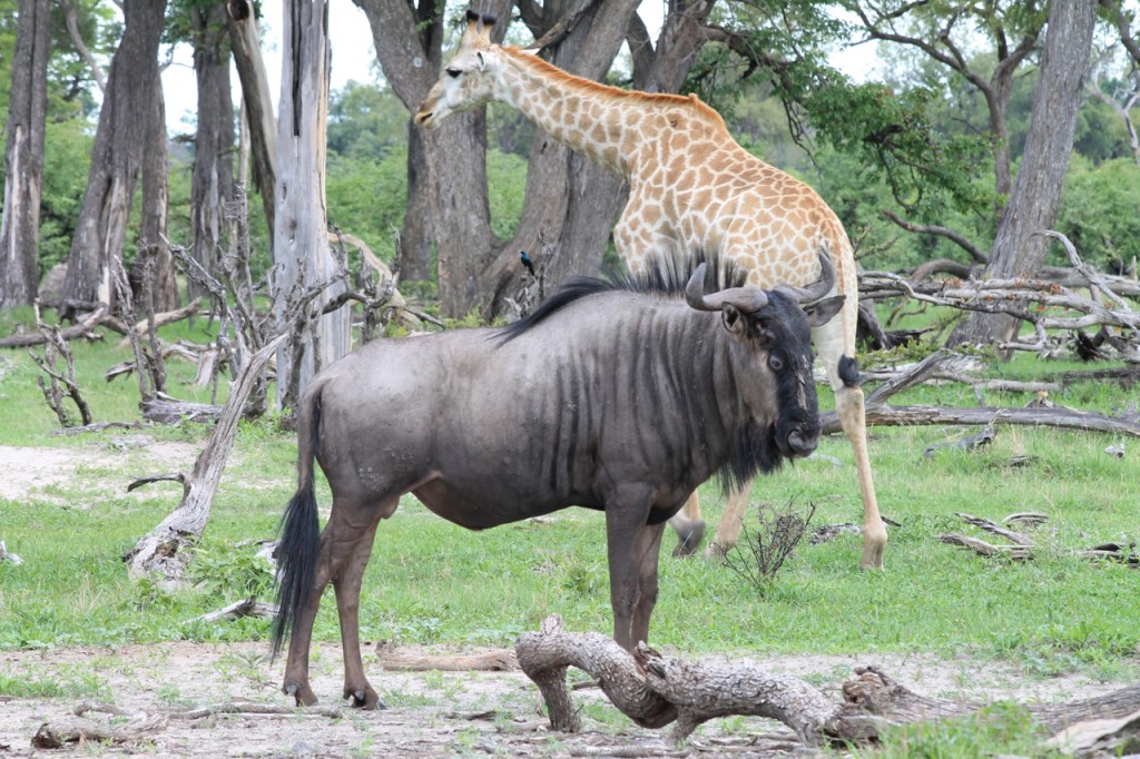 Giraffe and Wildebeest