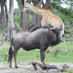 Giraffe and Wildebeest