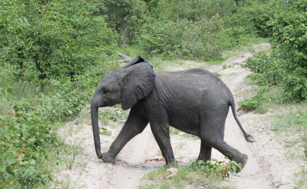 Young Elephant on the Go