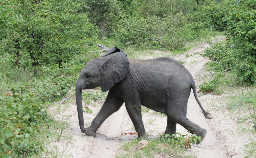 Young Elephant on the Go