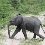 Young Elephant on the Go