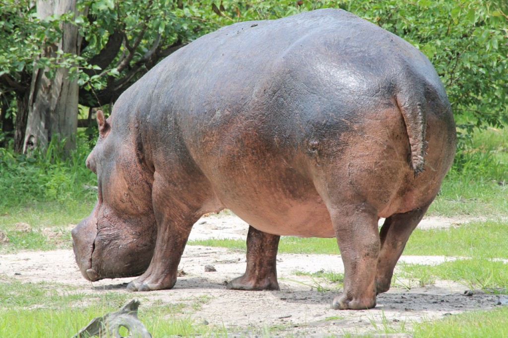 Huge Male Hippo