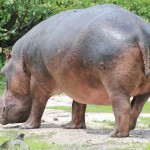 Huge Male Hippo