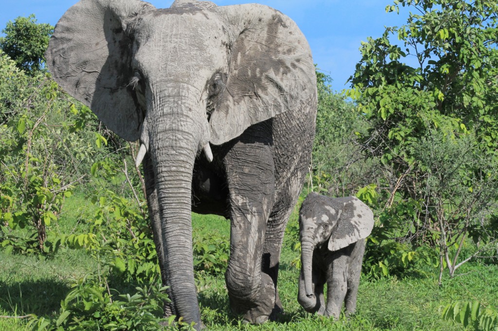 Mama and Baby Elephant