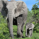 Mama and Baby Elephant