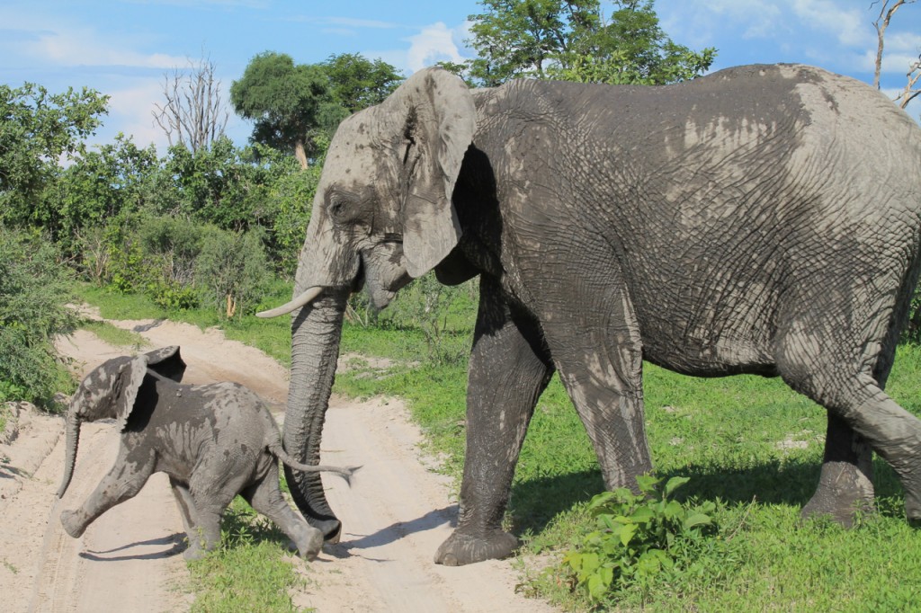 Baby Elephant Leading Mama