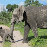 Baby Elephant Leading Mama