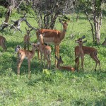 Springbok Kindergarten