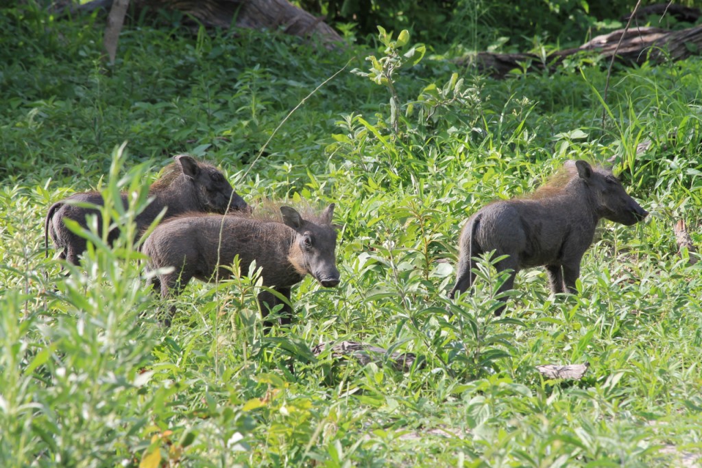 Baby Pumbas