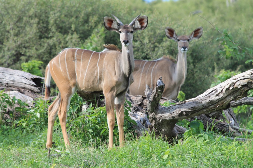 Lovely Kudu