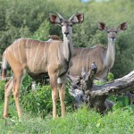 Lovely Kudu