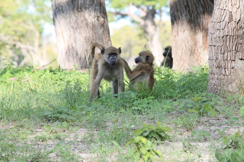 Baboons Grooming