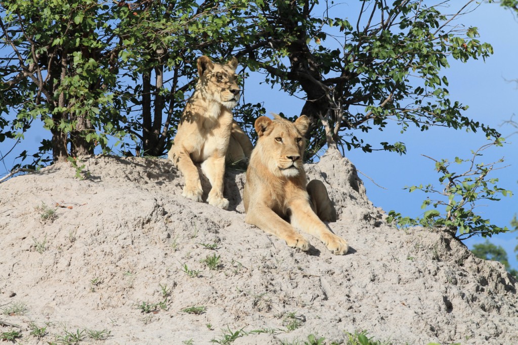 Lions Watching a Hunt