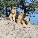 Lions Watching a Hunt