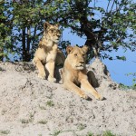 Lions Watching a Hunt