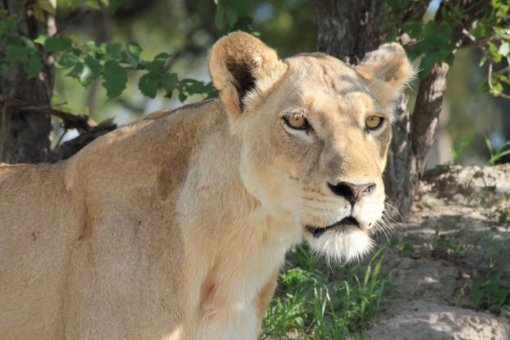 Lioness Watching the Hunt