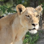 Lioness Watching the Hunt