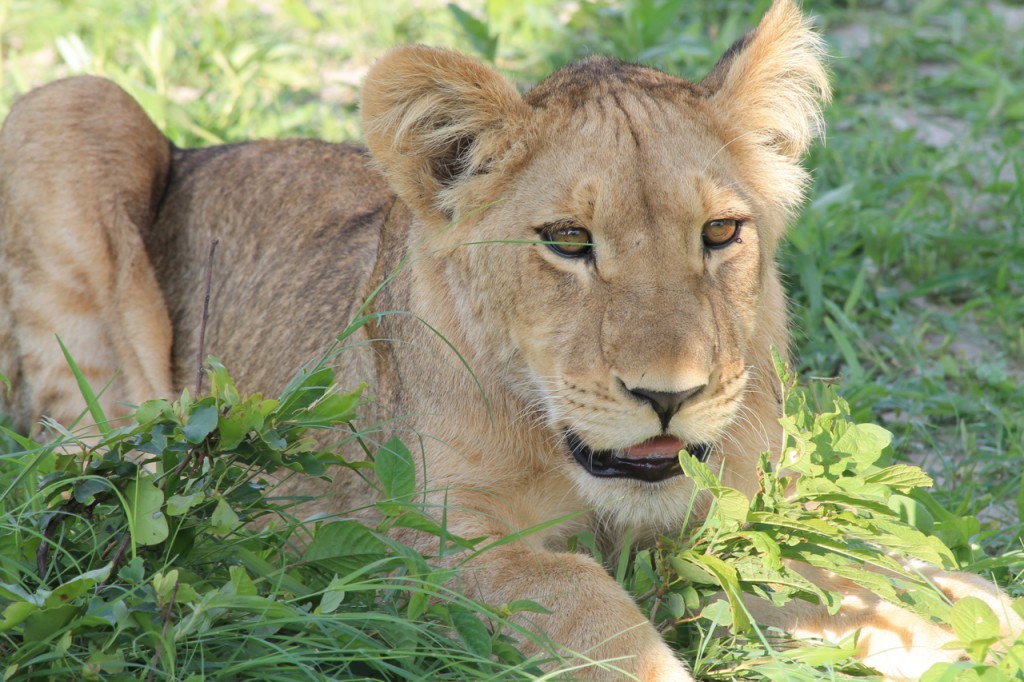 Male Lion Cub