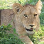 Male Lion Cub