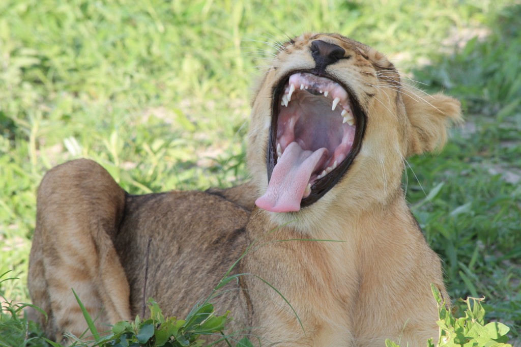 Yawning Male Lion Cub