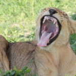 Yawning Male Lion Cub