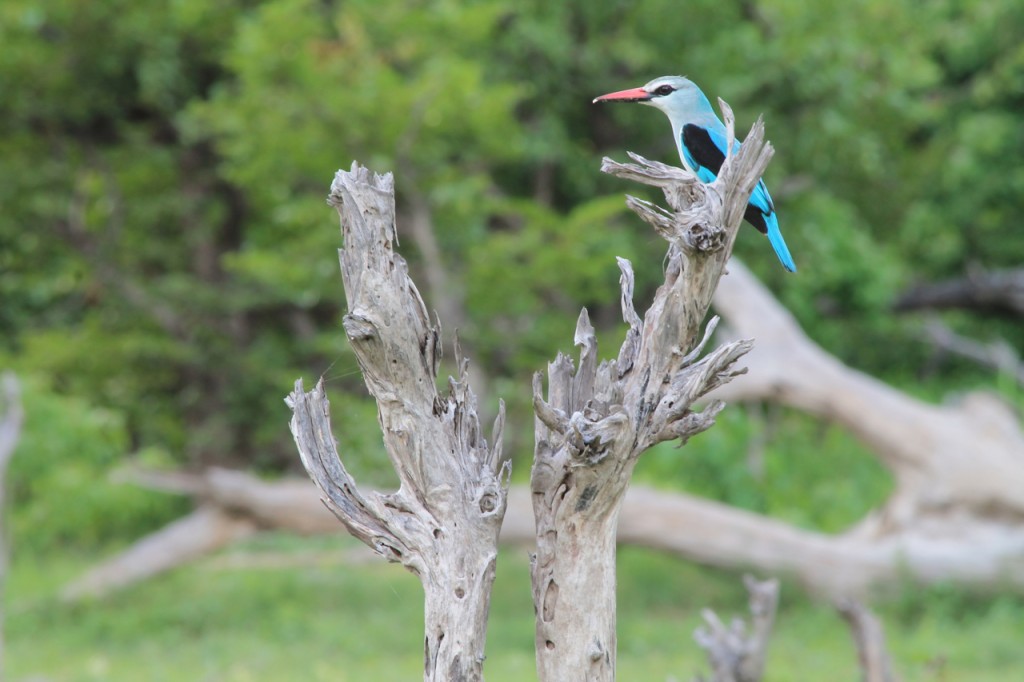 Woodland Kingfisher