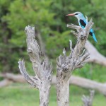 Woodland Kingfisher