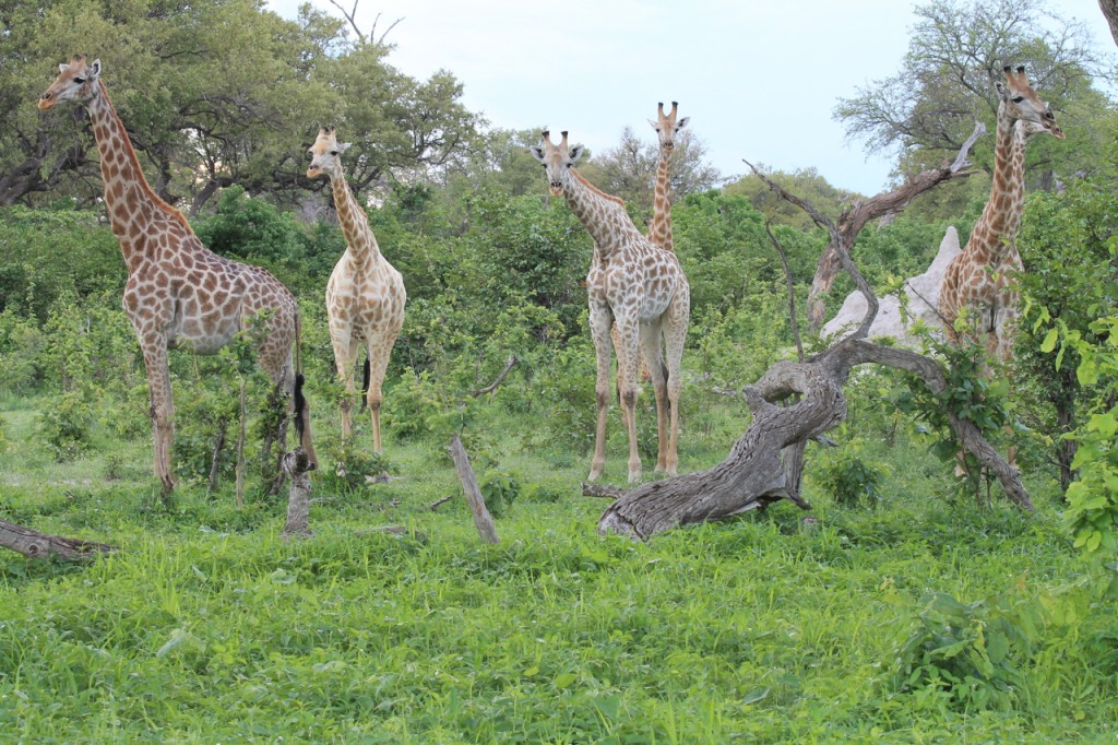Giraffes Listening to a Leopard Growl