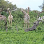 Giraffes Listening to a Leopard Growl