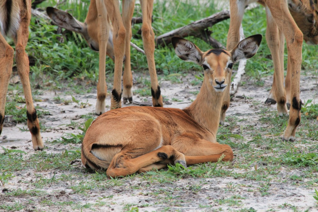 Little Springbok