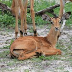 Little Springbok