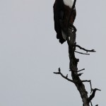 Fish Eagle