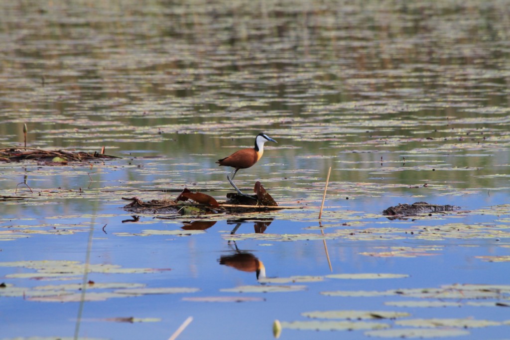 Jacana in the Okavango Delta