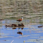 Jacana in the Okavango Delta