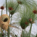 Thick-Billed Weaver and His Nest