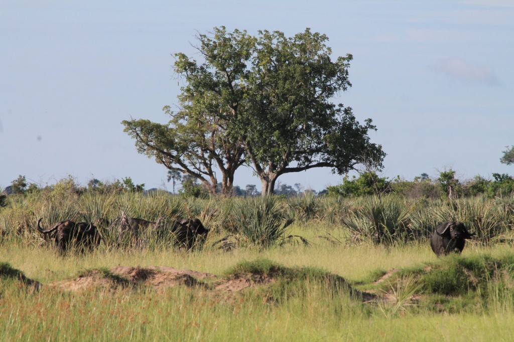 Cape Buffalos