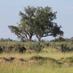 Cape Buffalos