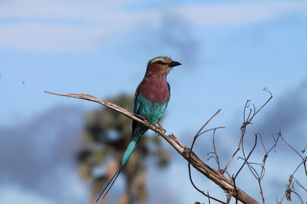 Lilac-Breasted Roller