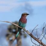 Lilac-Breasted Roller